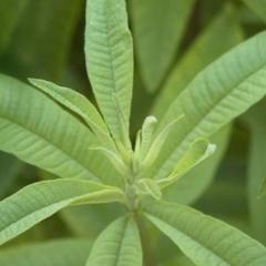 Lemon Verbena  America's Gardens Nursery