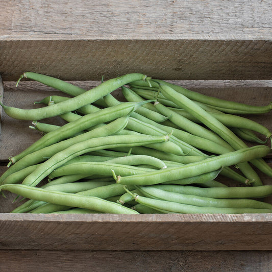 Bush Beans (4-pack)