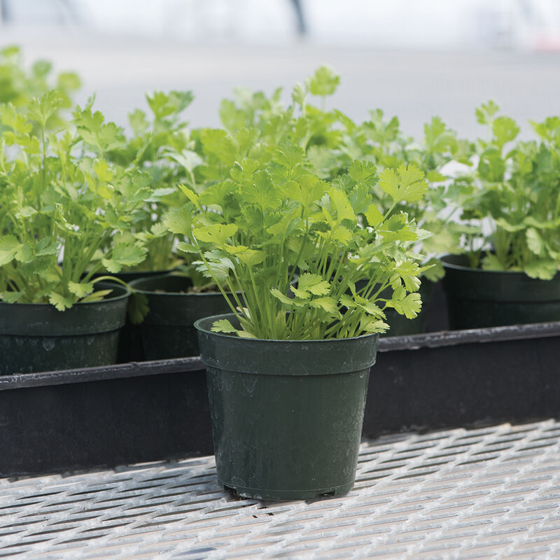 Cilantro (4-pack)