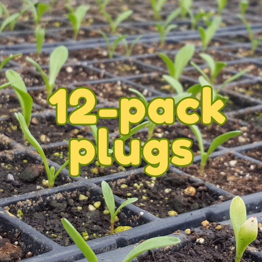 12-Pack Plugs