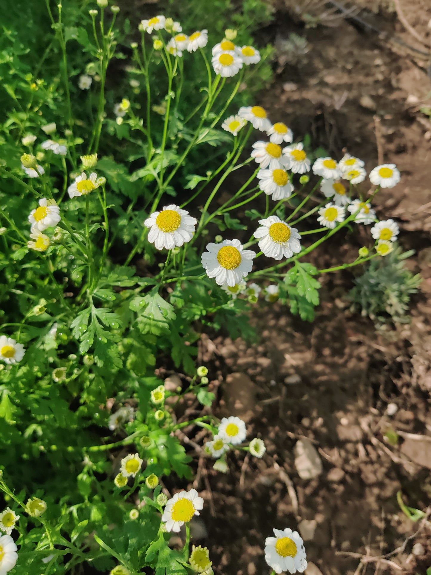 Feverfew leaf/flower