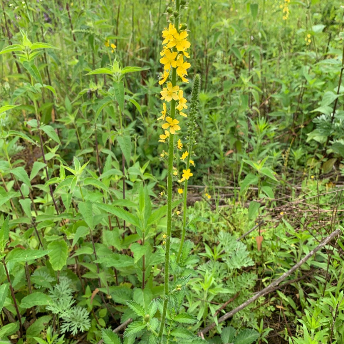 Agrimony