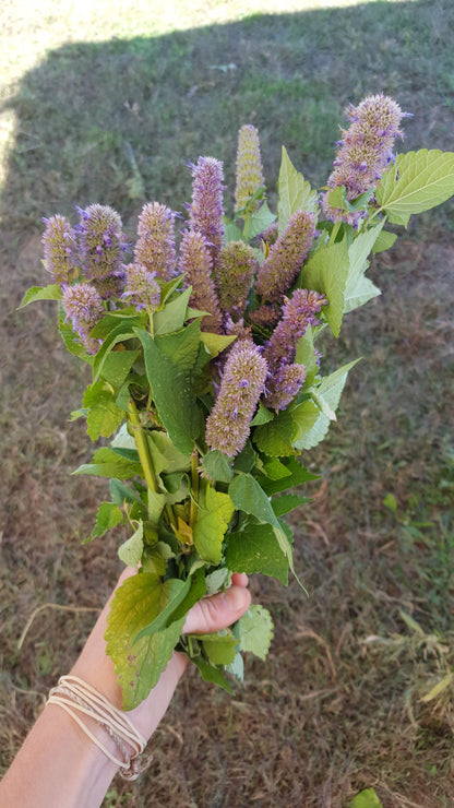 Dried Anise Hyssop