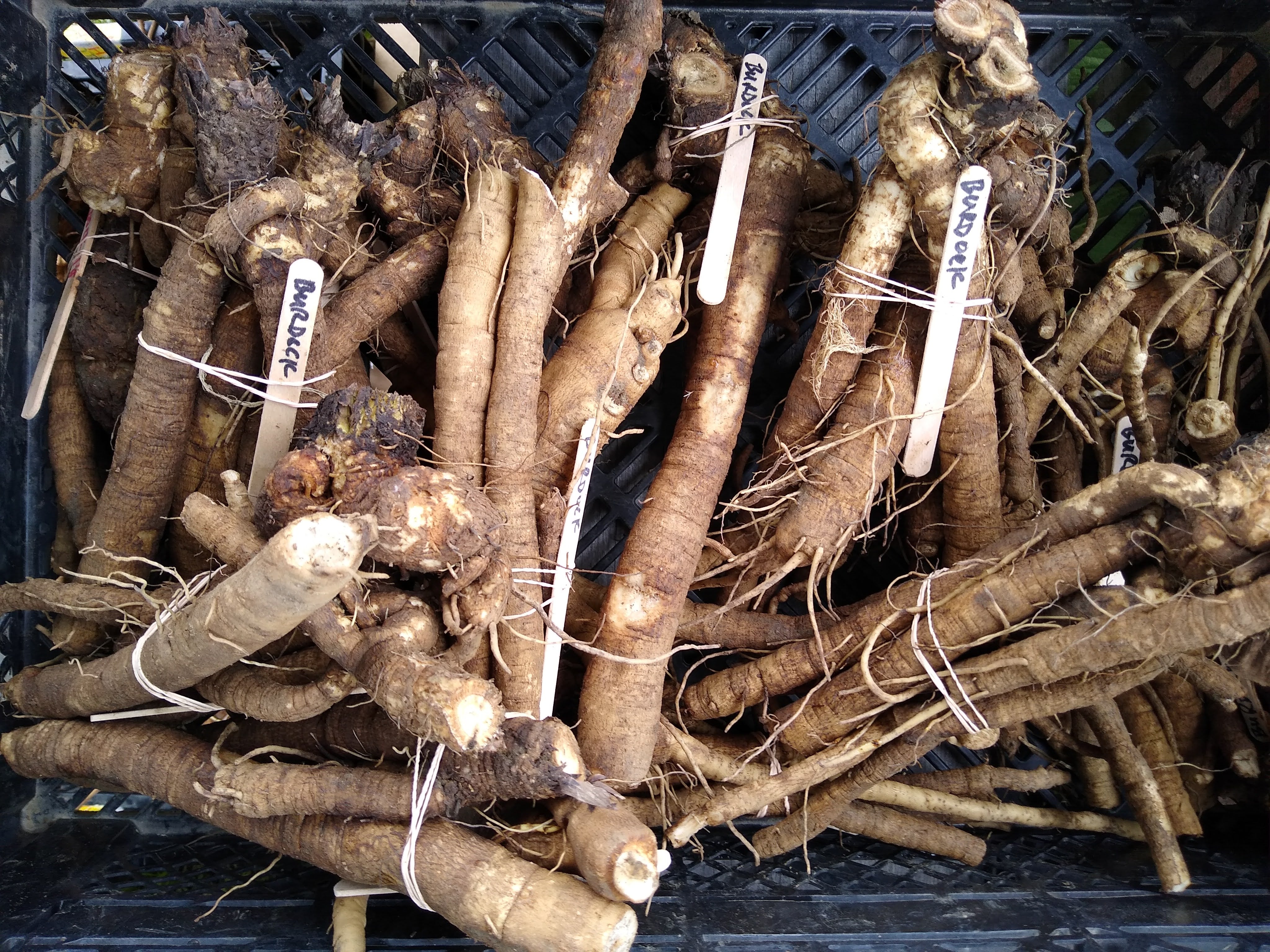 Burdock Sawmill Herb Farm