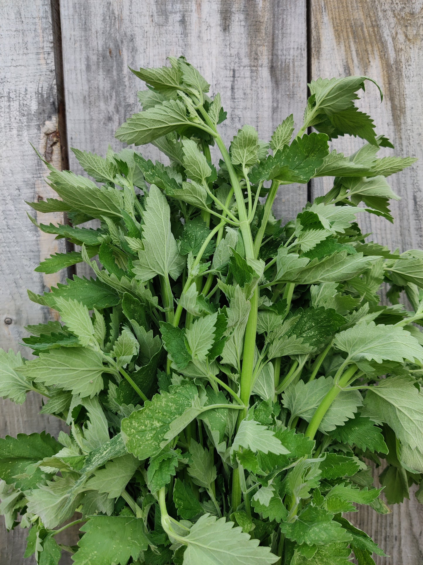 Dried Catnip