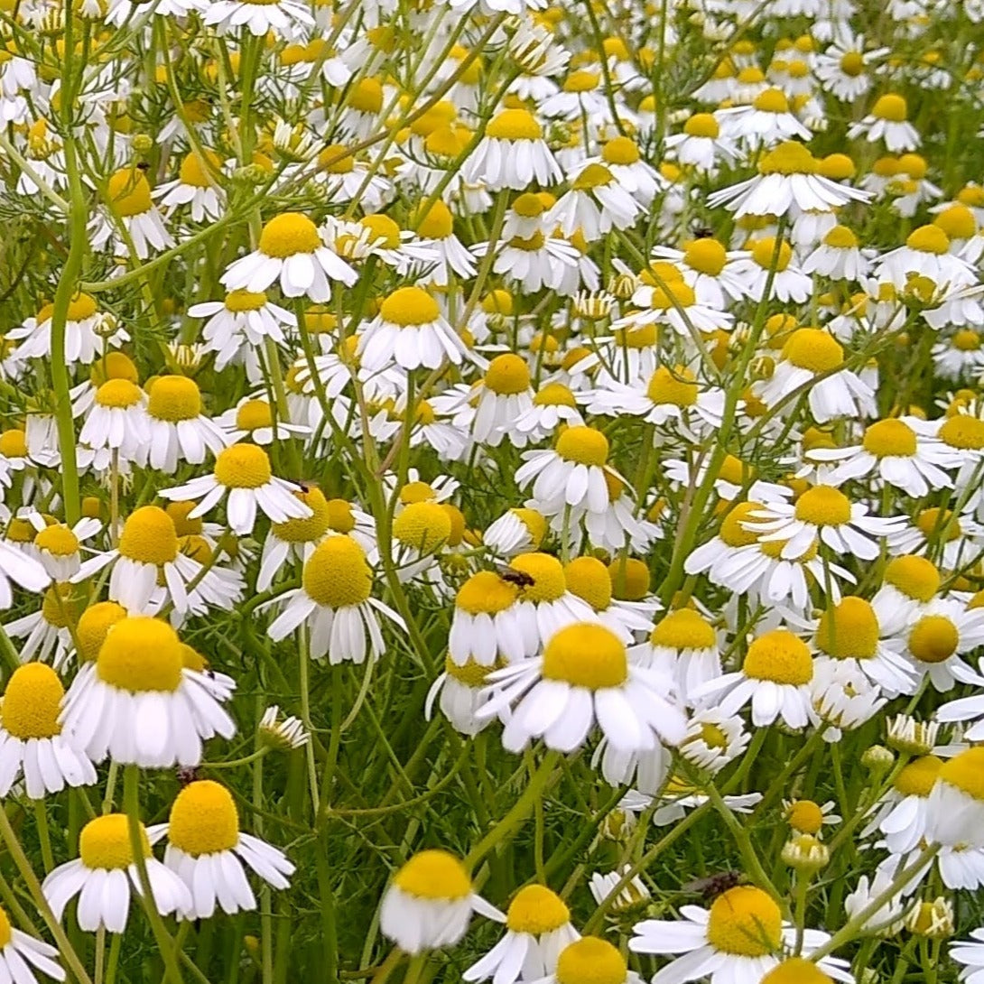 Chamomile