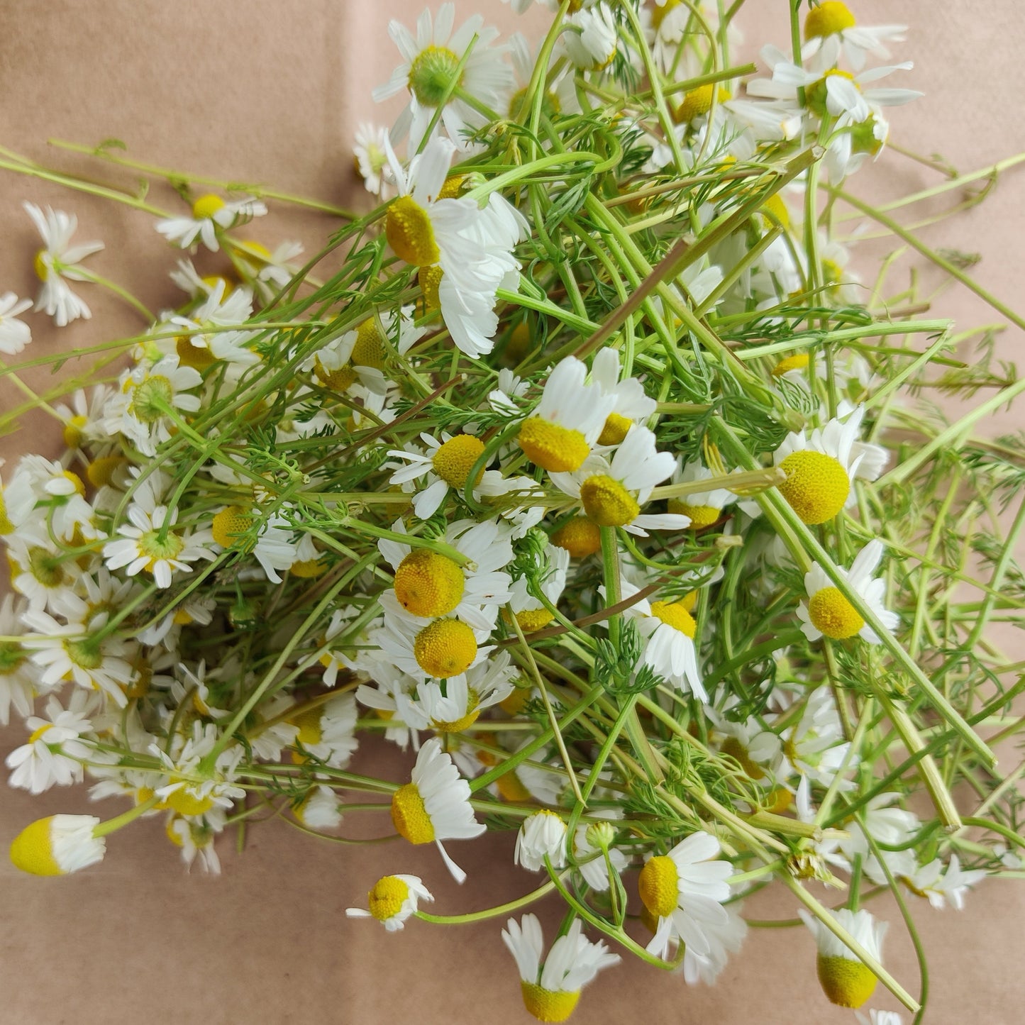 Chamomile