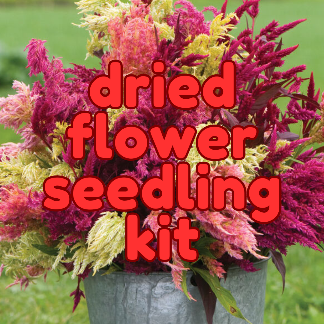 Dried Flower Kit