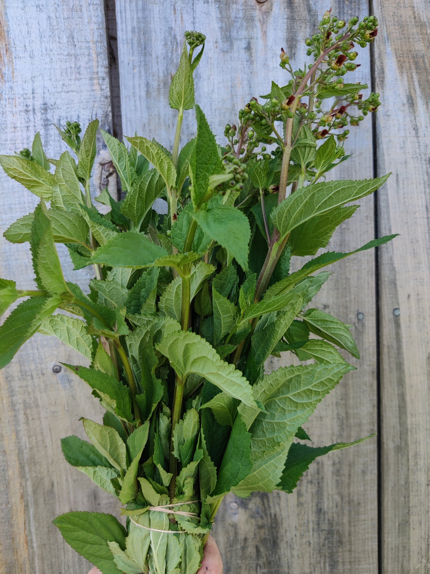 Figwort leaf/flower