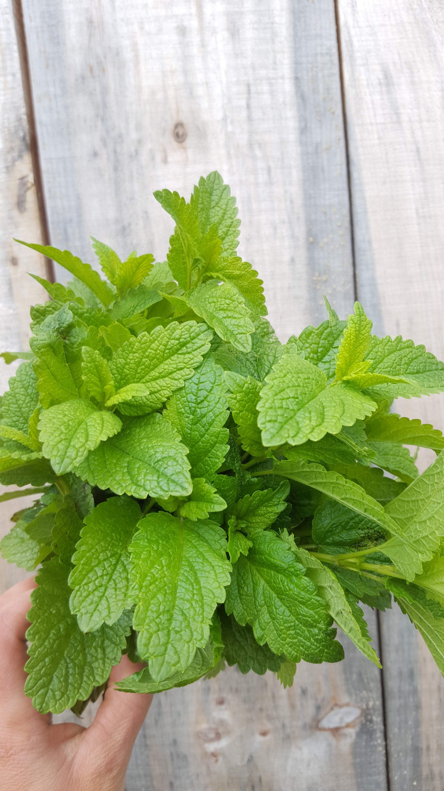 Lemon balm