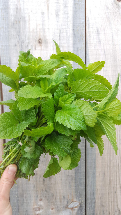 Lemon balm