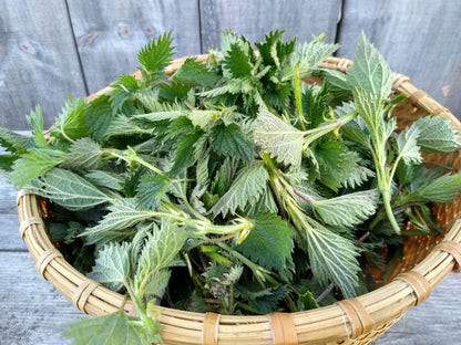 Dried Stinging Nettle