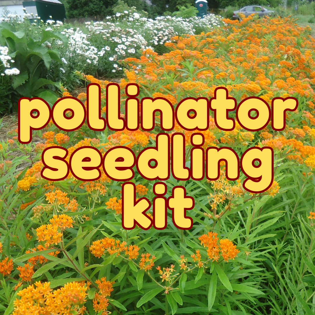 Pollinator Plant Kit