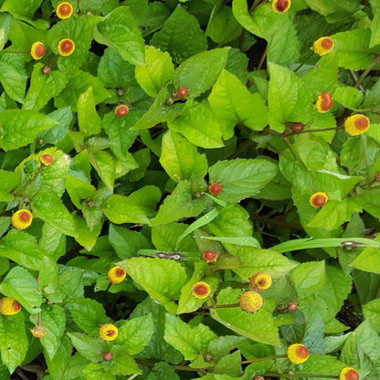 Dried Spilanthes