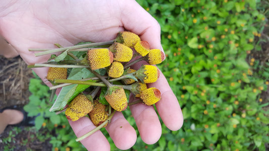 Spilanthes