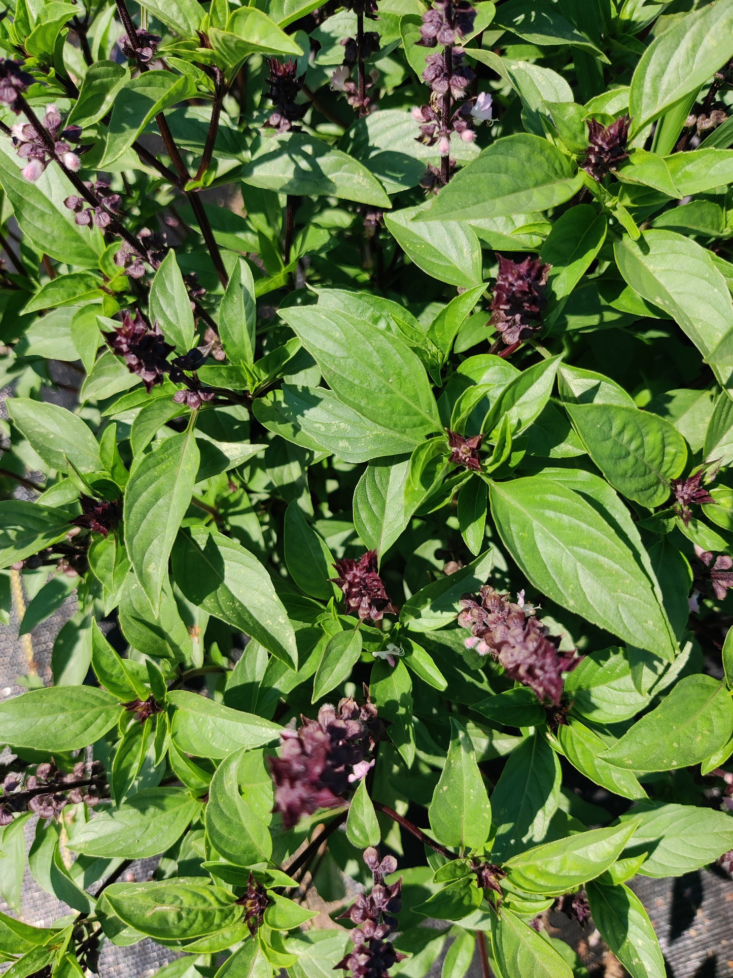 Basil, thai