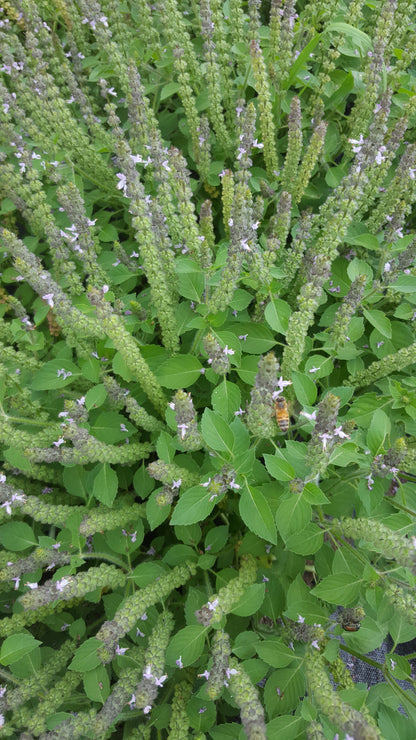 Dried Tulsi (Holy Basil), Temperate