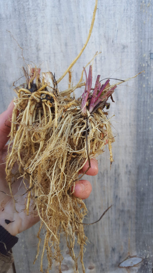 Dried Valerian Root