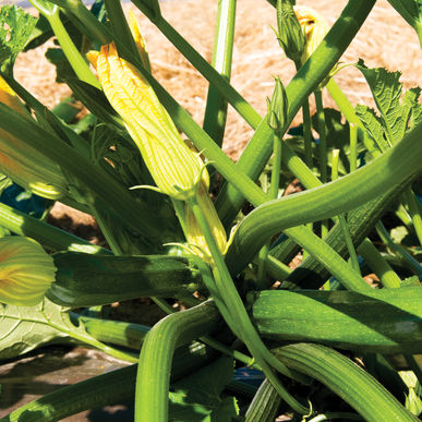 Zucchini, Green