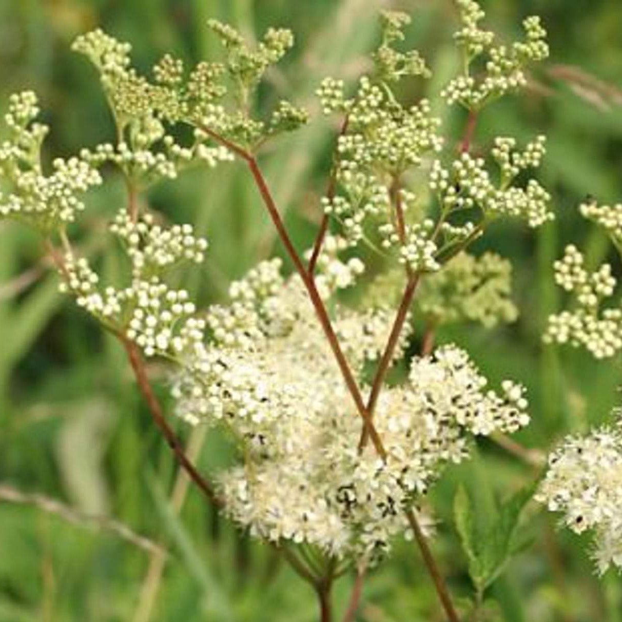 Meadowsweet Sawmill Herb Farm