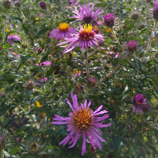 New England Aster leaf/flower