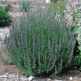 Hyssop